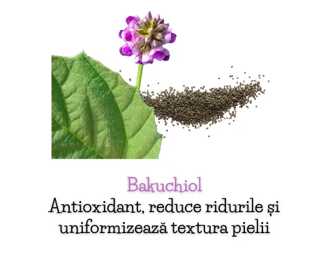Bakuchiol din seminte de Psoralea corylifolia, ingredient vegetal antirid