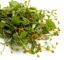 Spilantol, botoxul vegetal: planta Acmella oleracea cu flori galbene