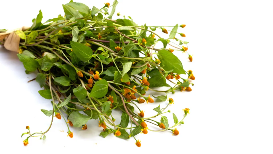 Spilantol, botoxul vegetal: planta Acmella oleracea cu flori galbene